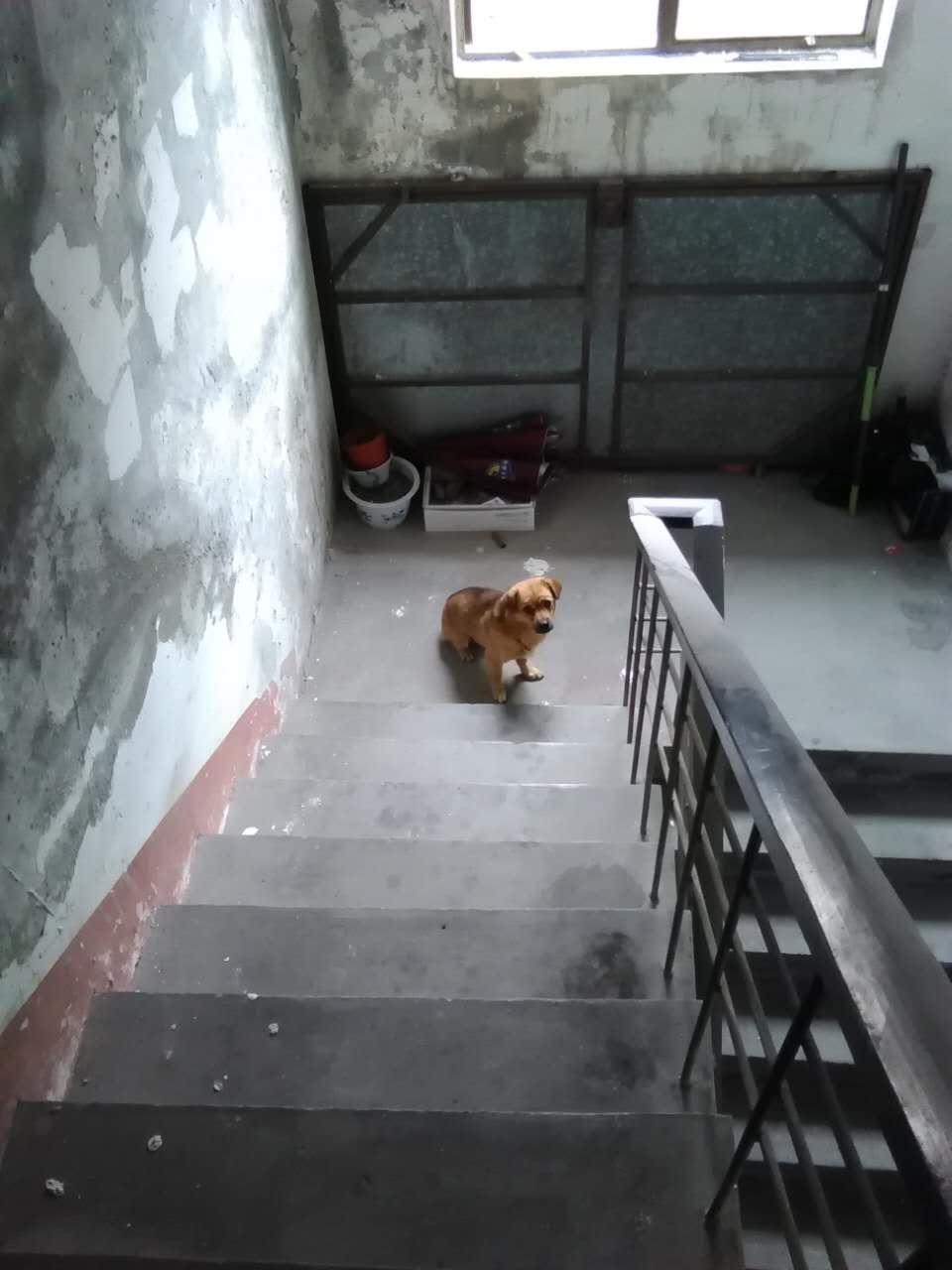 迷路的狗.jpg