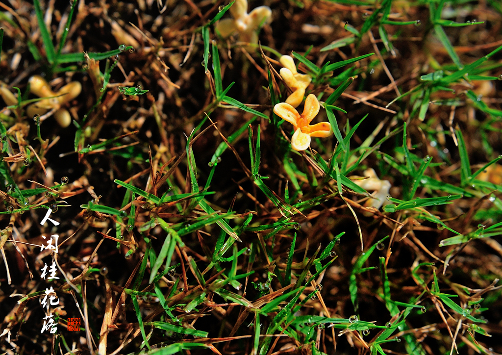 DSC_8459_副本_副本.jpg