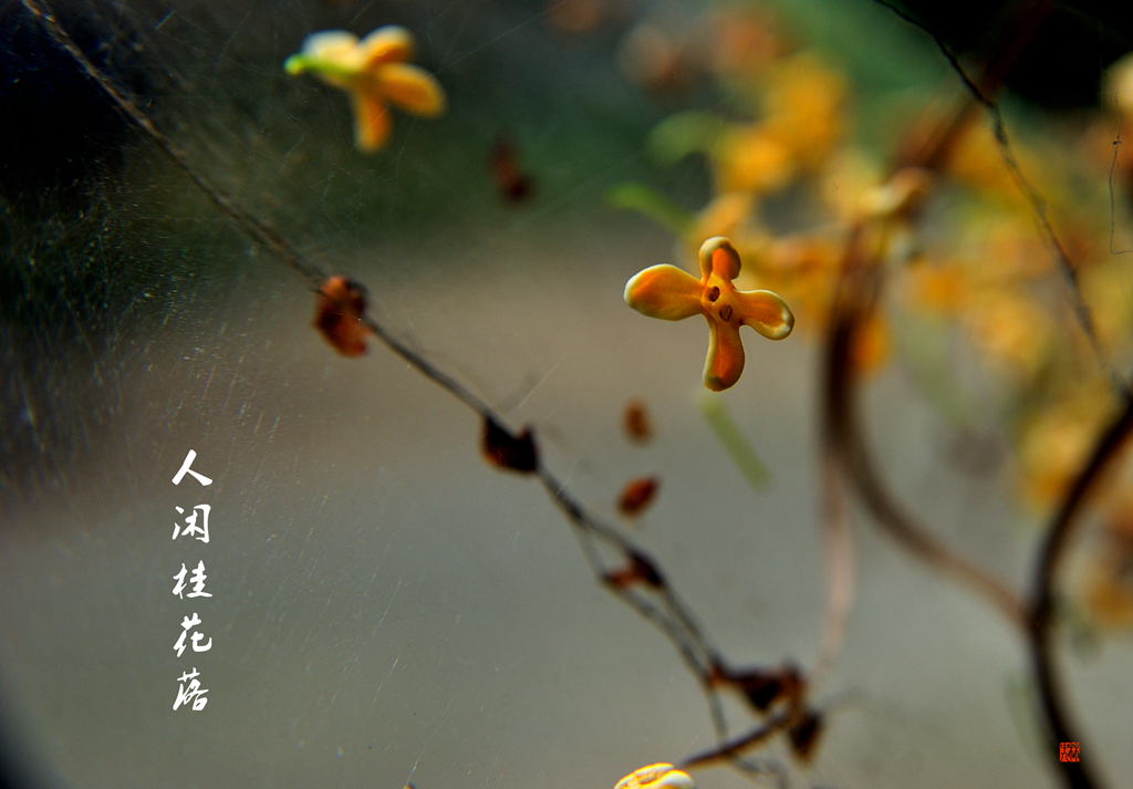 DSC_8463_副本_副本.jpg