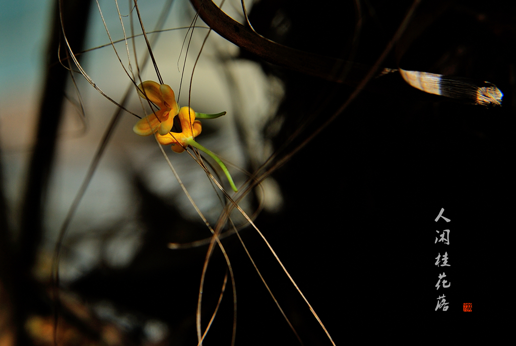 DSC_8469_副本_副本.jpg
