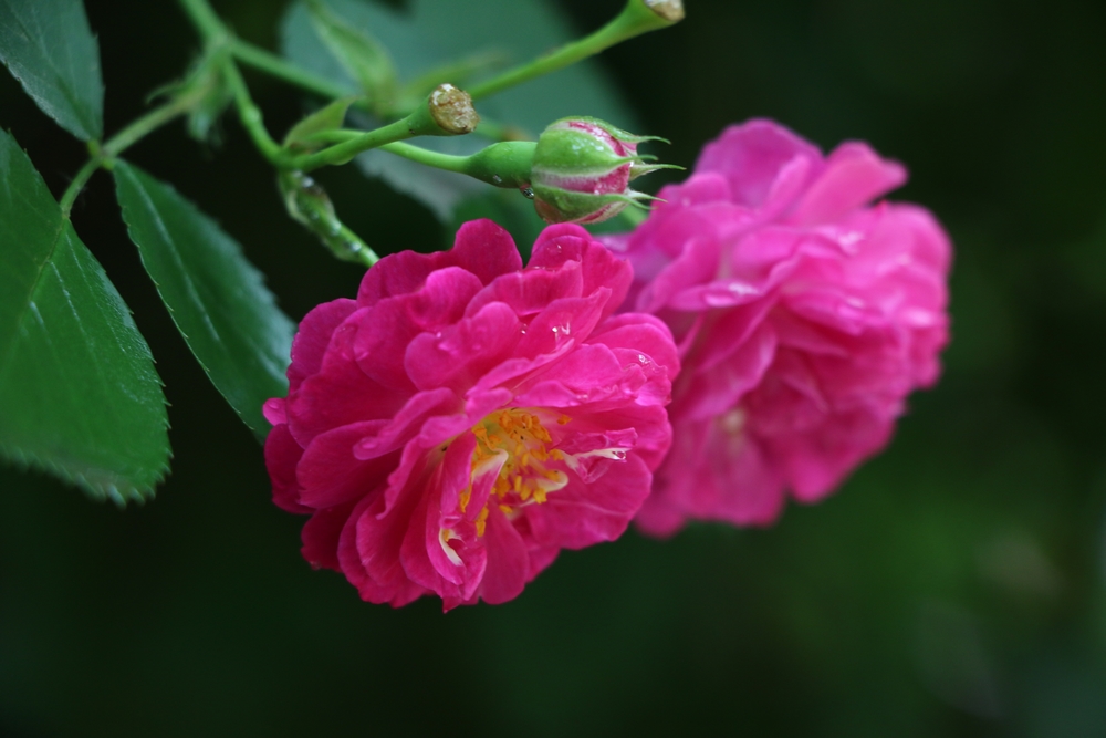 花01.jpg