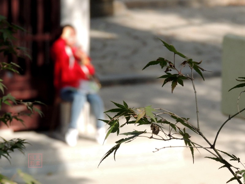 步入初冬，枫叶~~~红了，