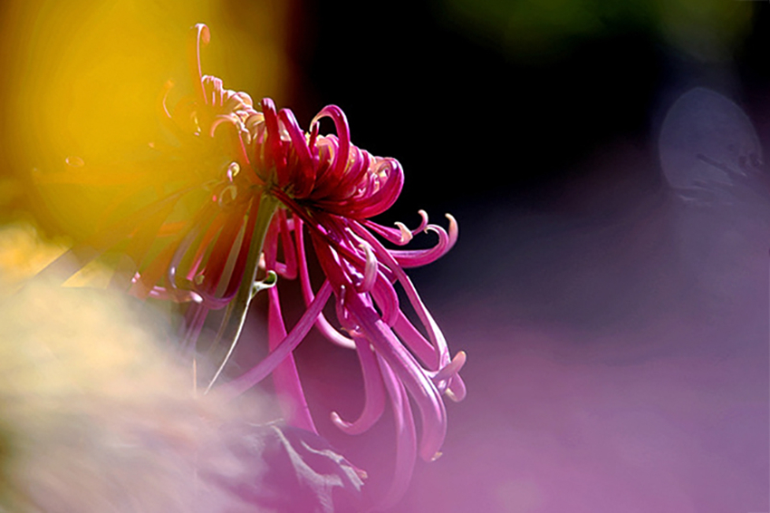 不是花中偏爱菊，此花开尽更无花-江河水1.jpg
