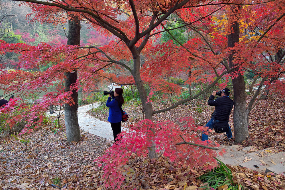 DSC_0339_副本_副本.jpg
