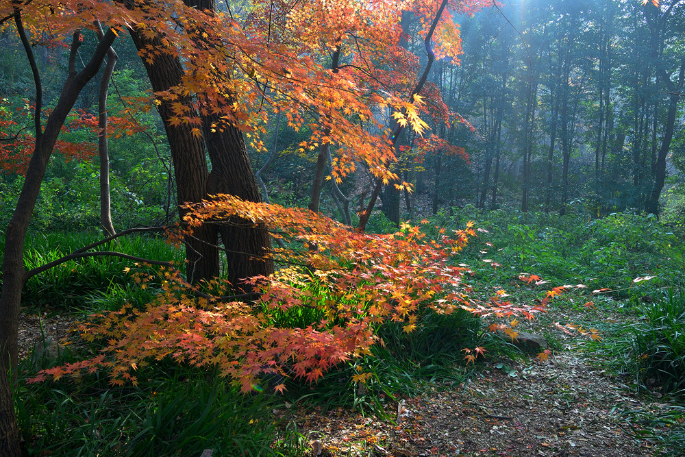 DSC_0442_副本_副本.jpg