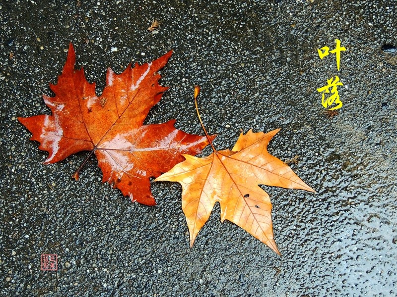 落叶儿，