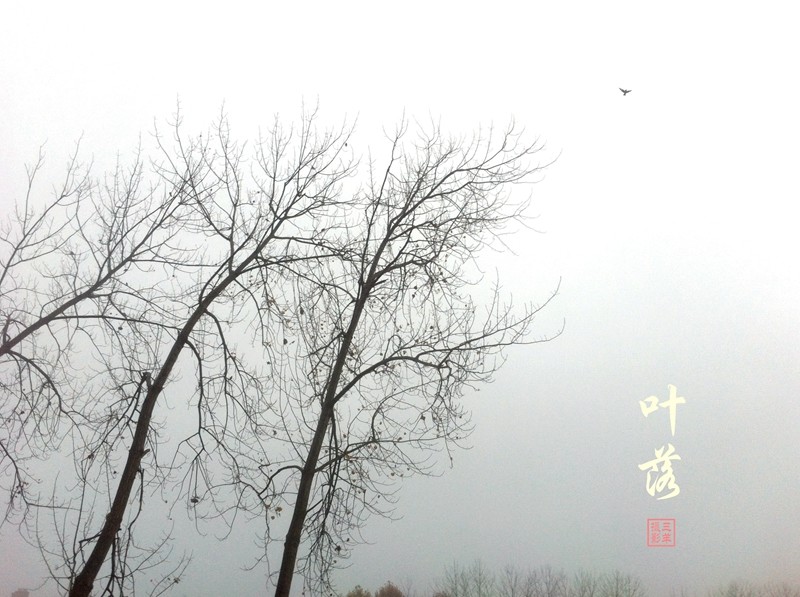 又似一只只的鸟儿，飞过无痕。