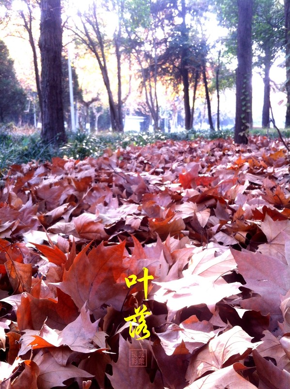 又仿若踏着多彩的琴键，沙沙沙~沙~，低唱浅吟，步步生曲。