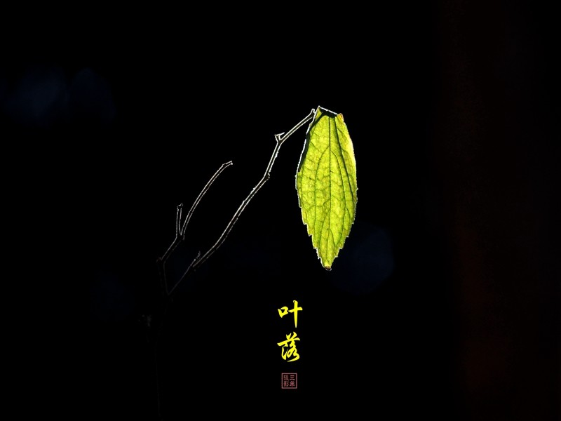 合上眼，静静聆听叶落的声音，~~~沙沙沙，似桑蚕的咀嚼；