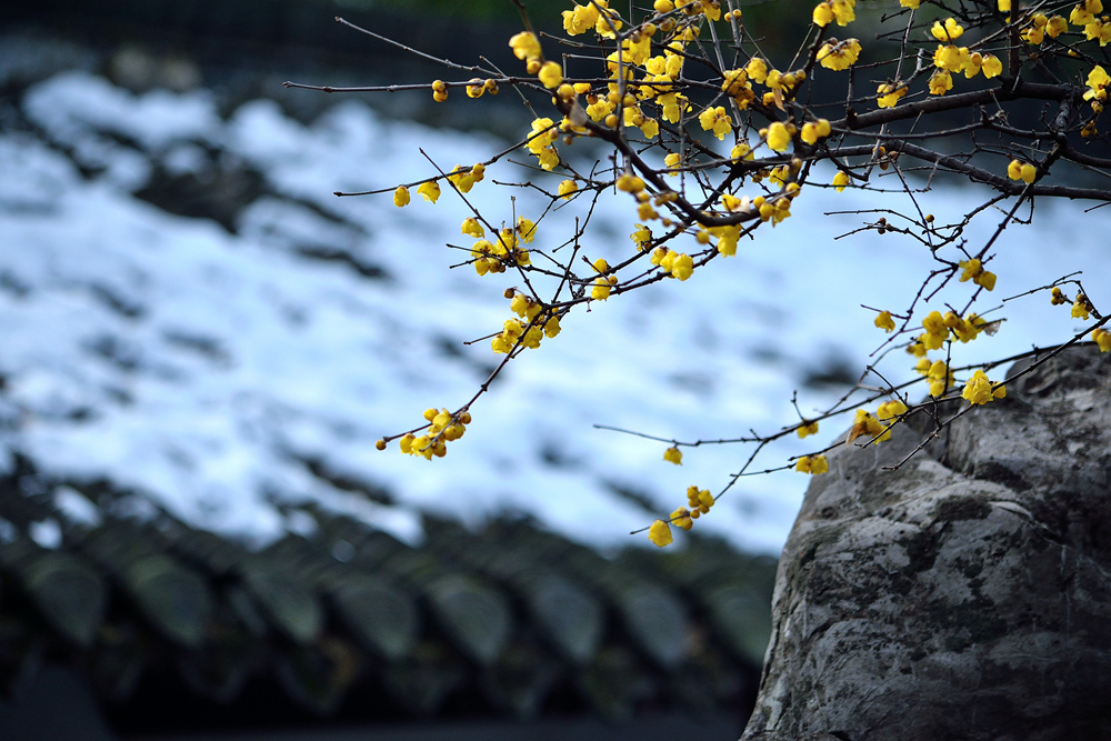 DSC_0332_副本_副本.jpg