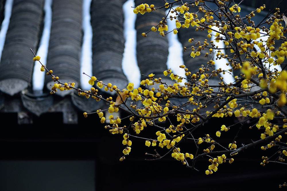 DSC_0335_副本_副本.jpg