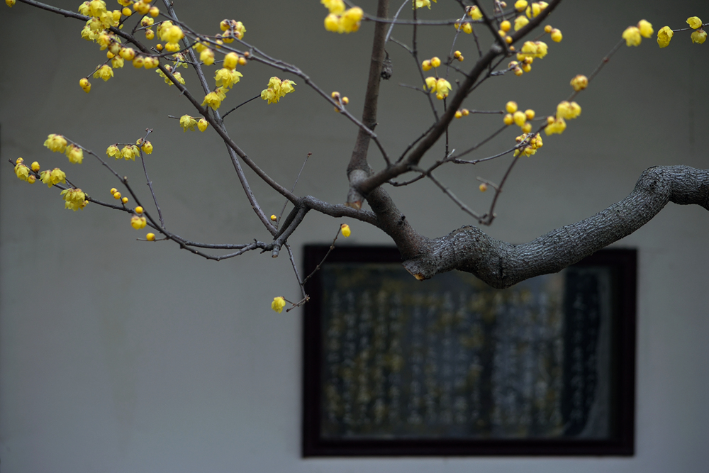 DSC_0337_副本_副本.jpg