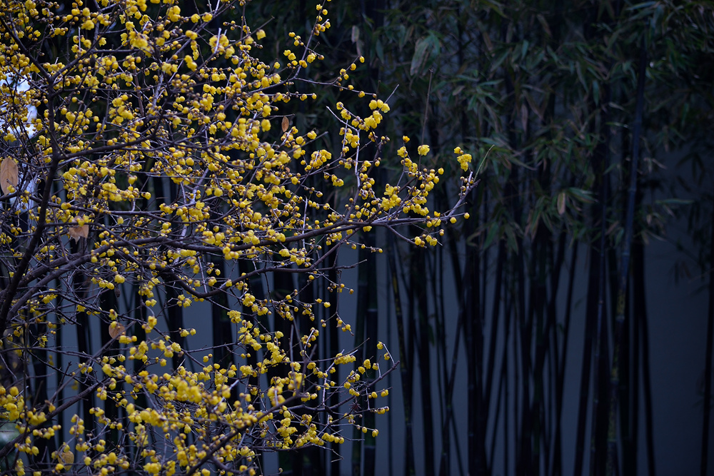 DSC_0362_副本_副本.jpg