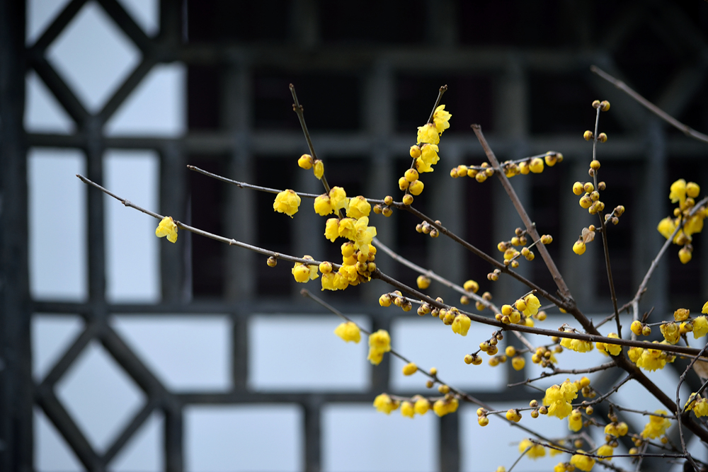 DSC_0353_副本_副本.jpg