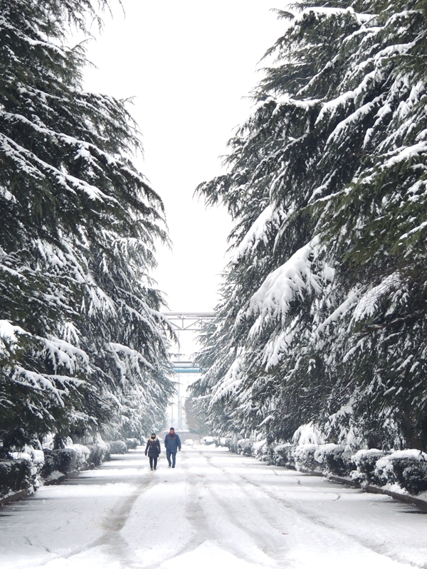 大雪压松挺且直。