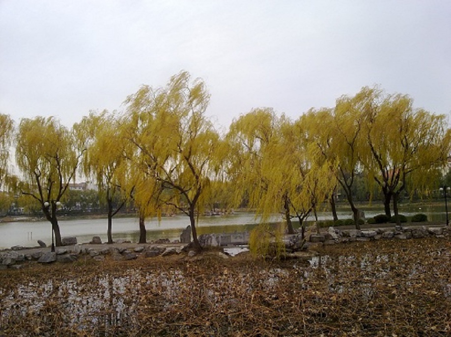 10、西湖—初冬.jpg