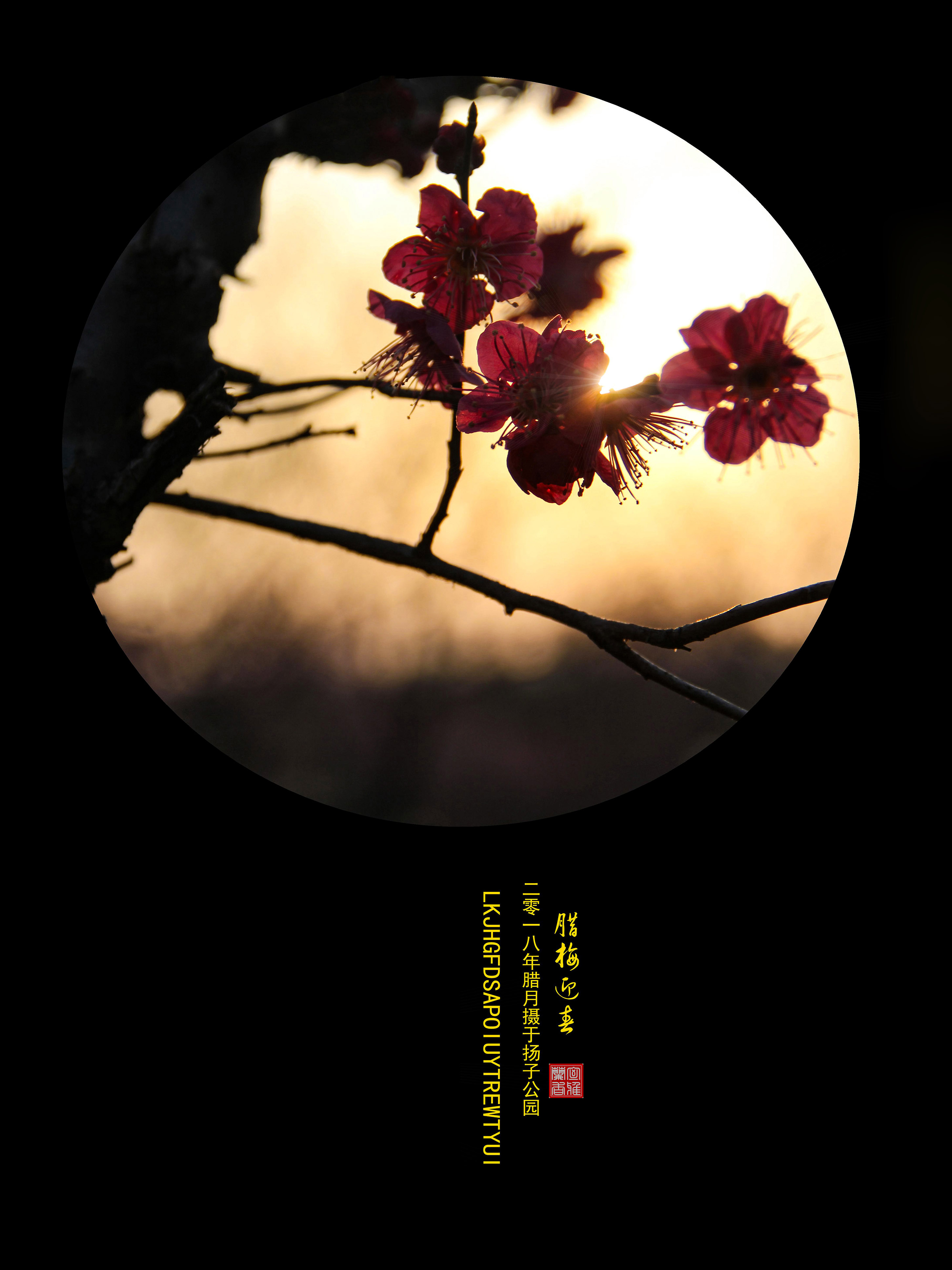 IMG_5986_副本-00.jpg