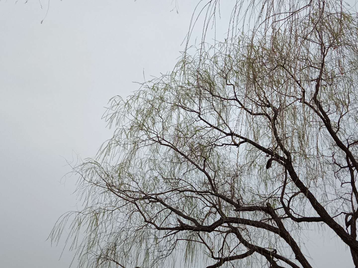 阳春三月1
