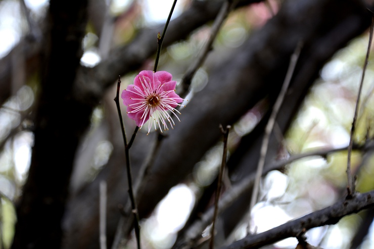 _DSC7409.JPG