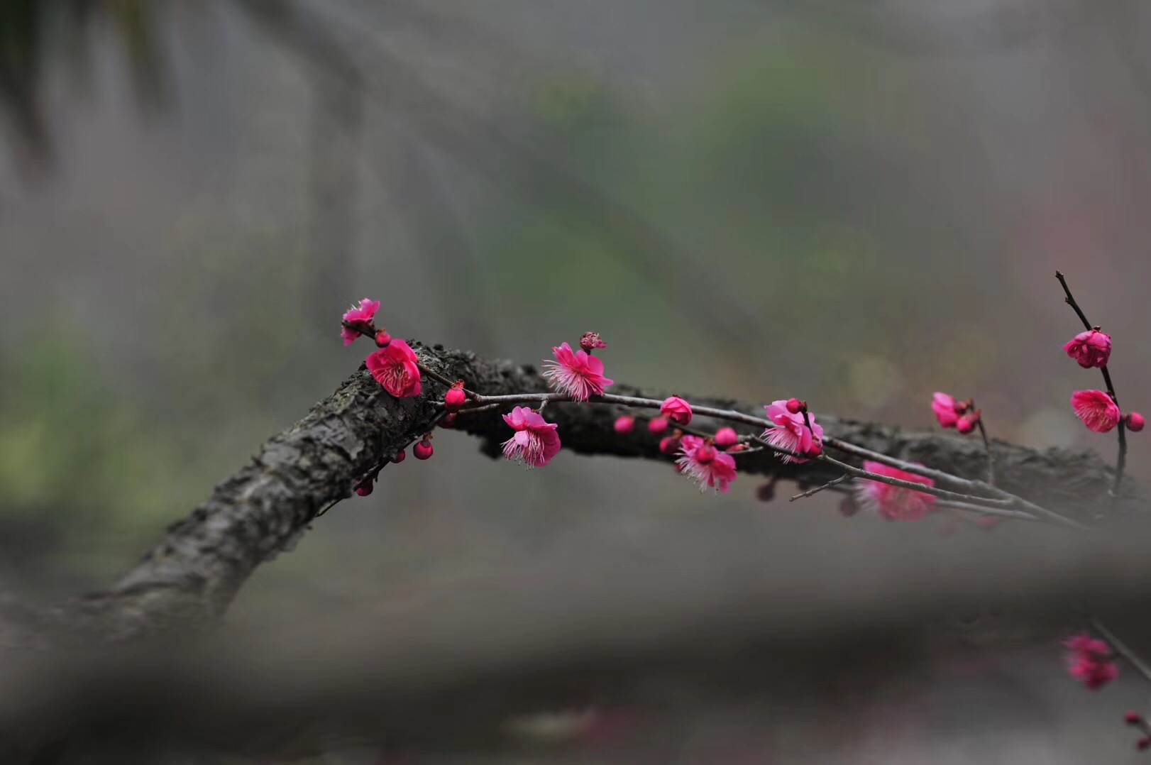 梅
