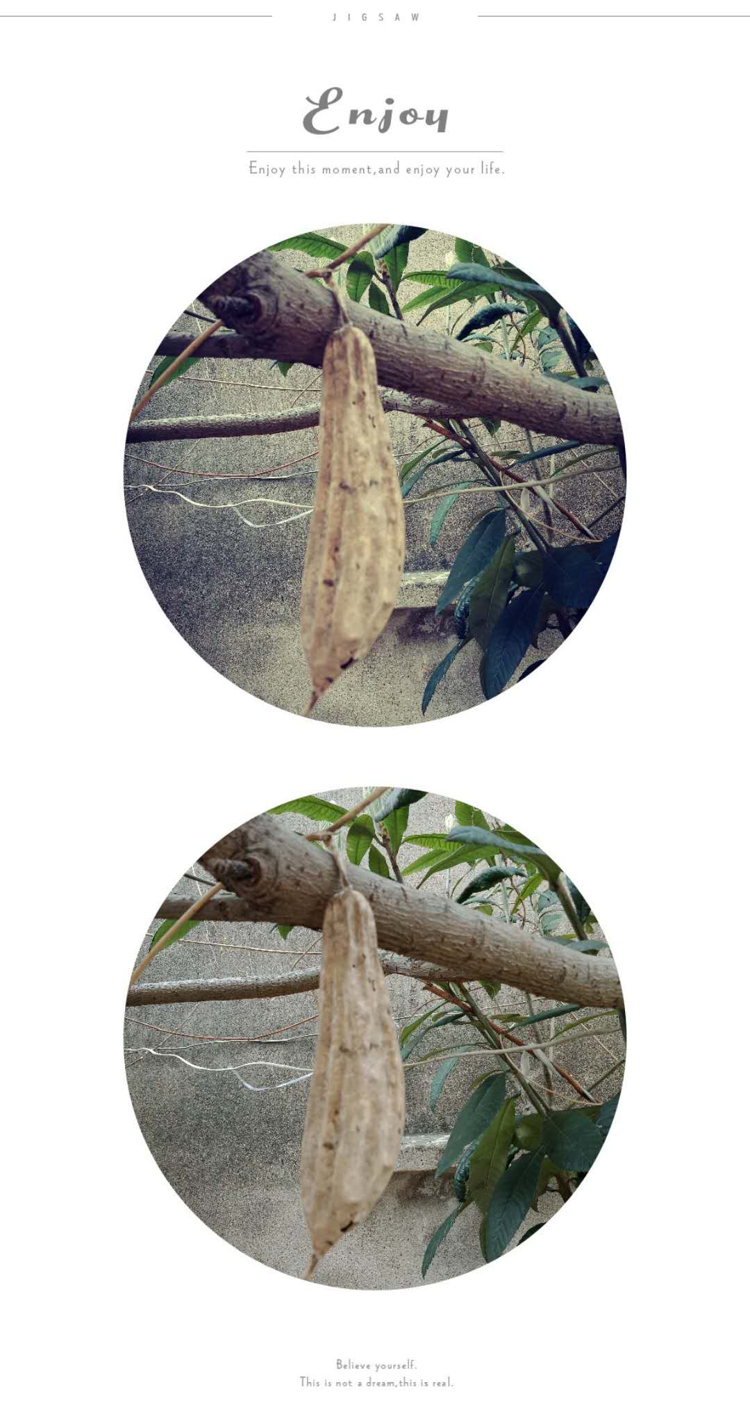 丝瓜1