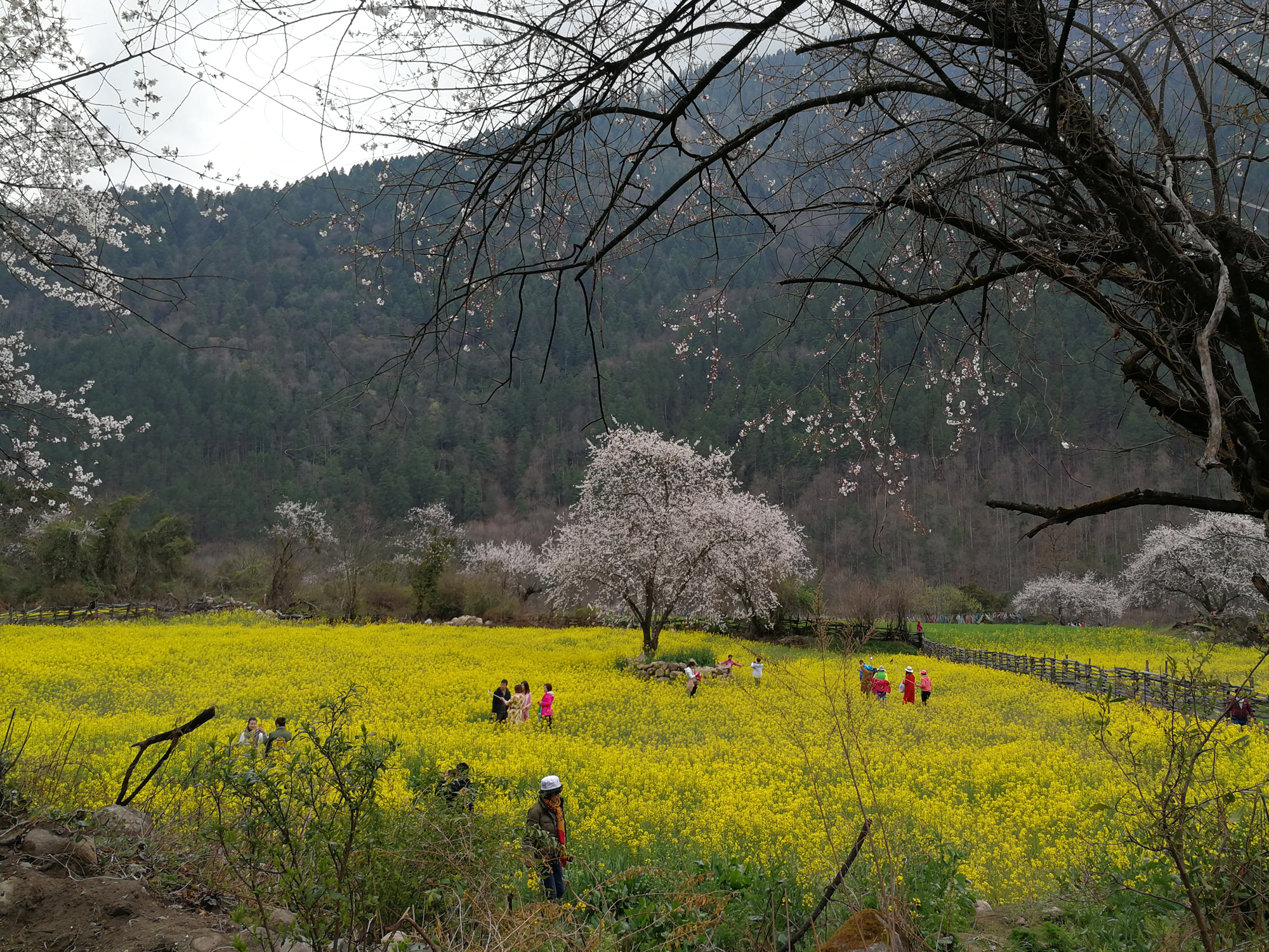 4油菜花.jpg