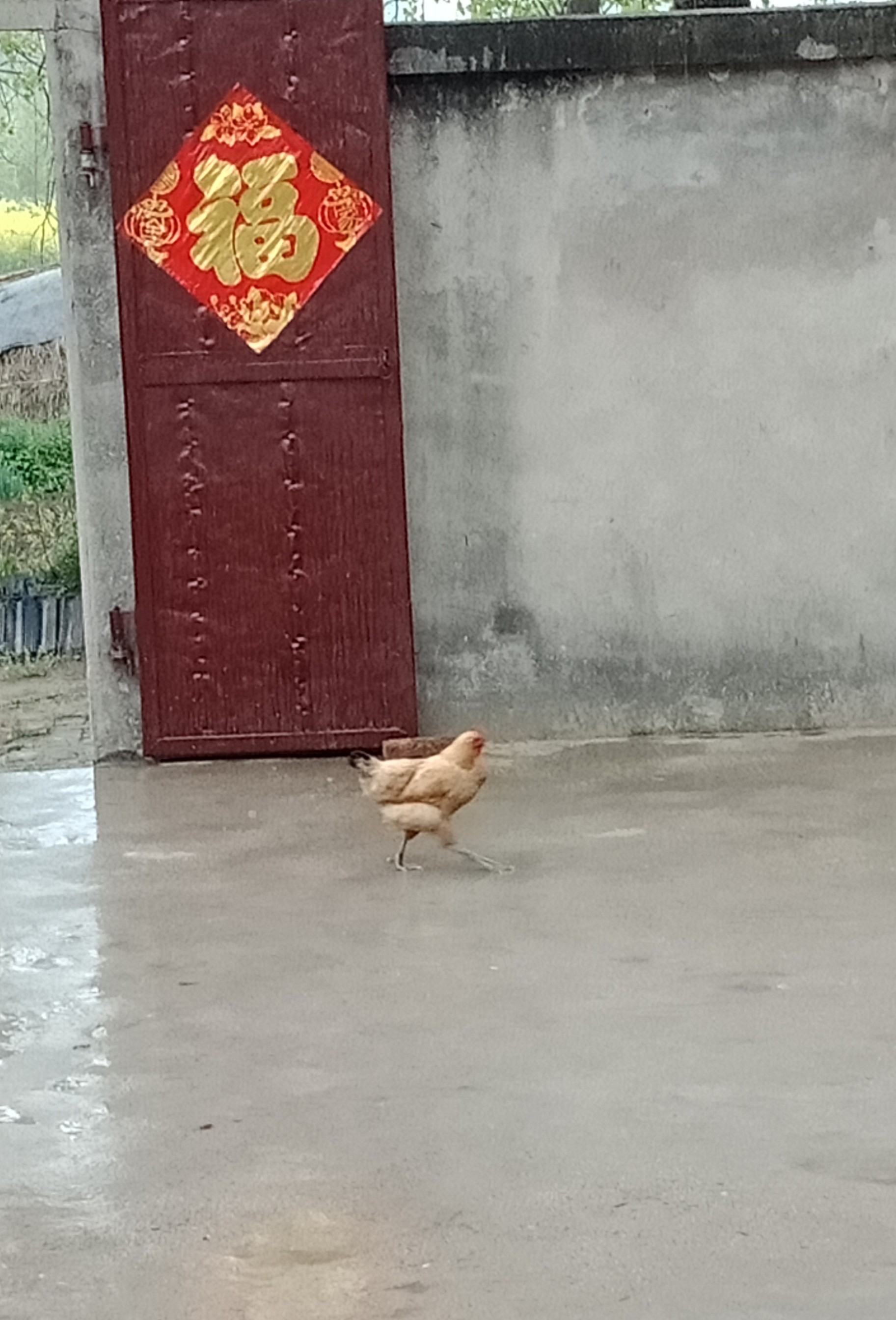 伯父家的鸡