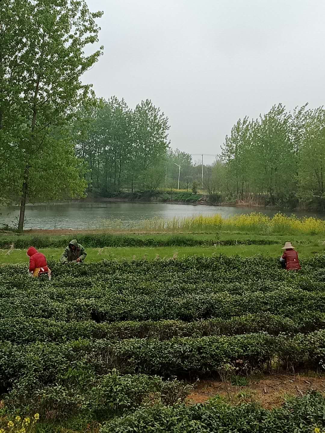 正在采摘茶叶