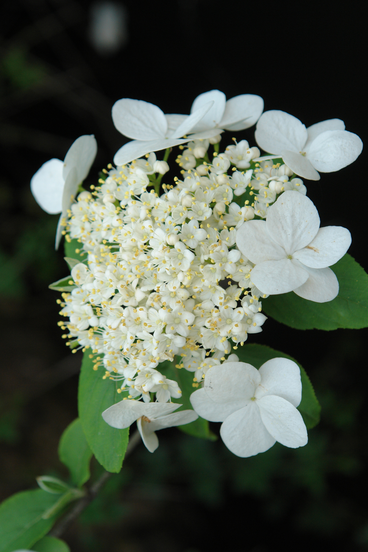 DSC08032.JPG