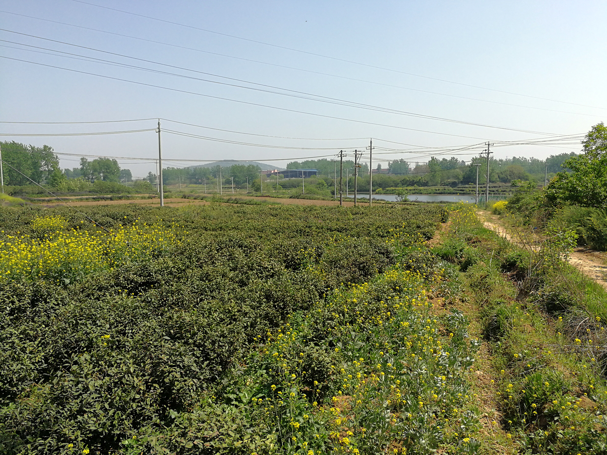 盛白沙墓已成茶园.jpg