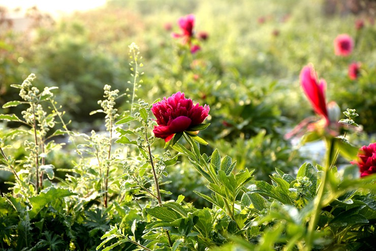 _DSC9877.JPG