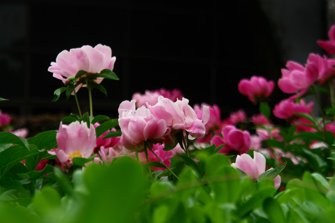 DSC03417.JPG