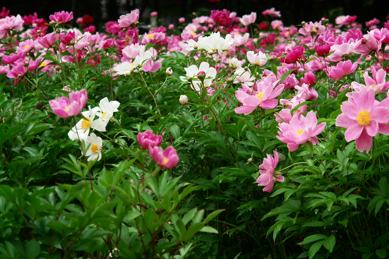 DSC03398.JPG