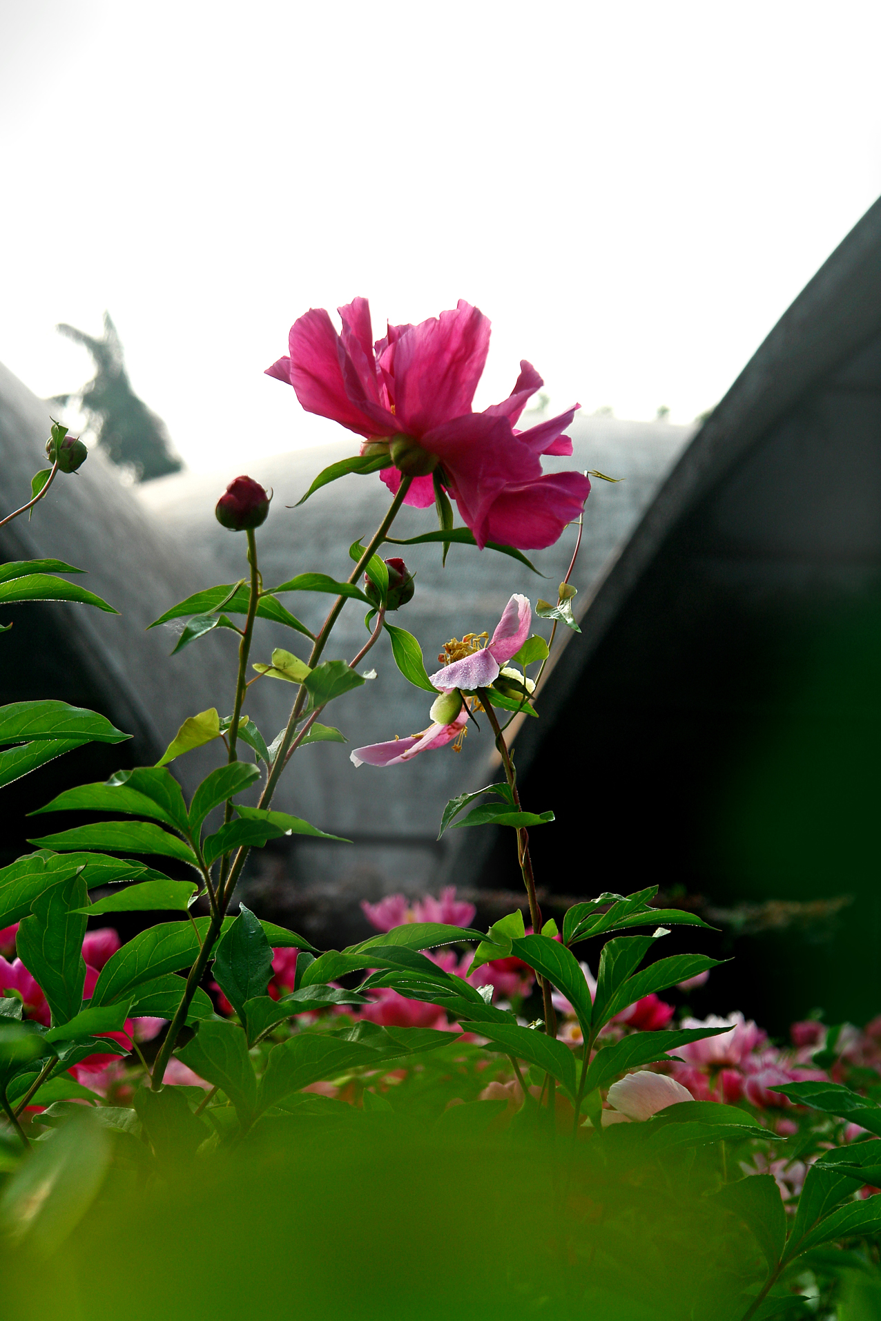 DSC03450.JPG