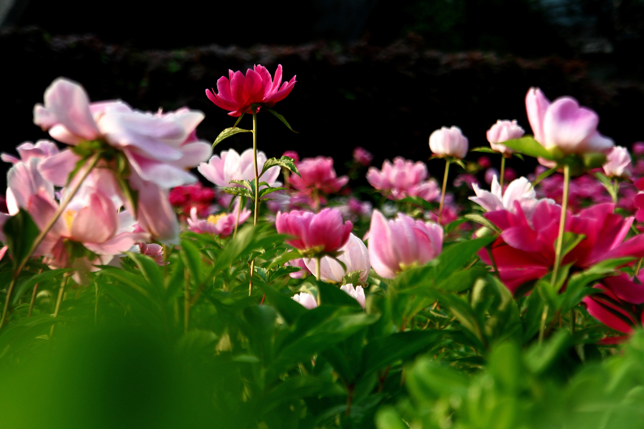 DSC03446.JPG