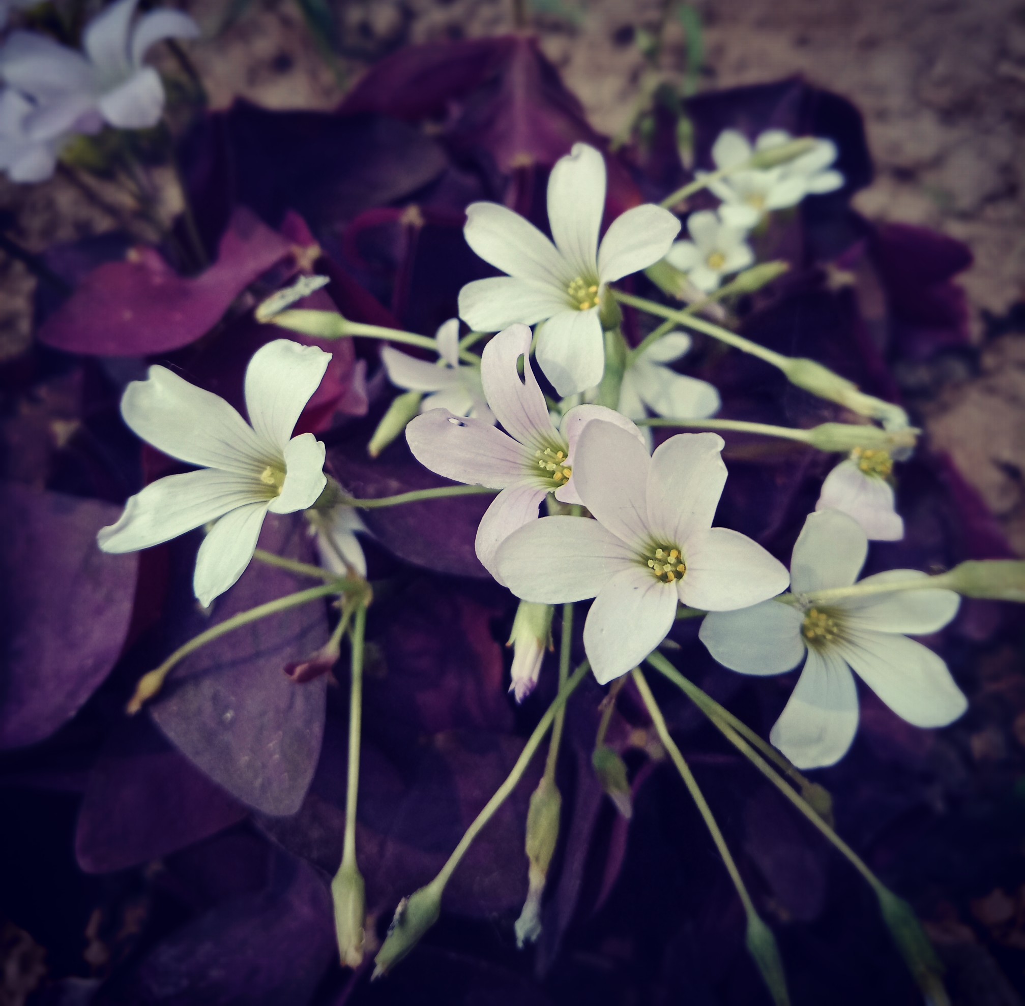 微信图片_20180502165739.jpg