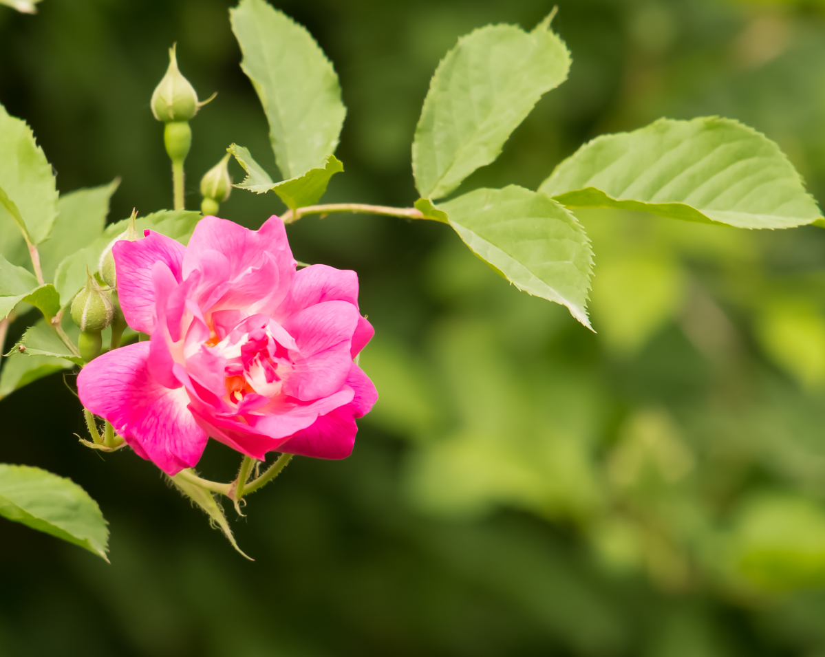 DSC04335.jpg