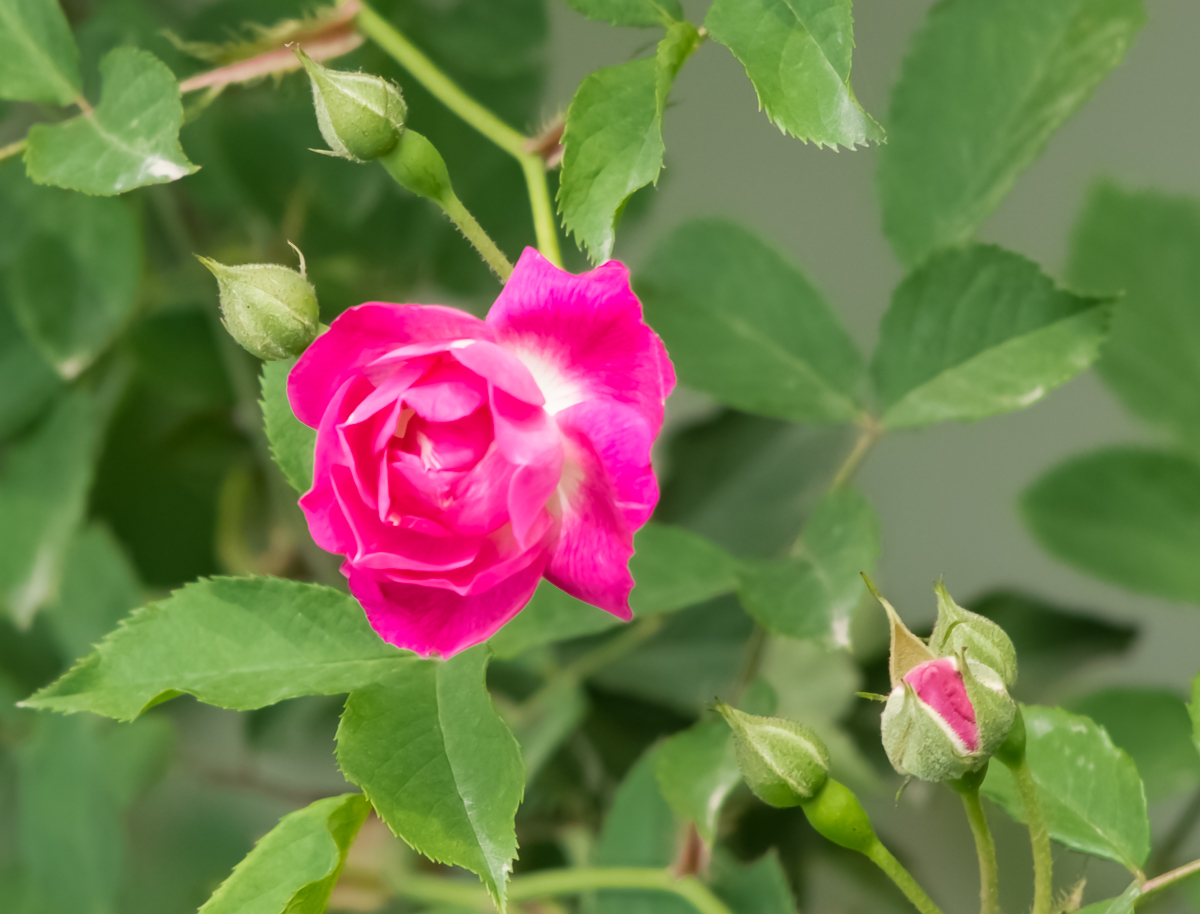 DSC04337.jpg