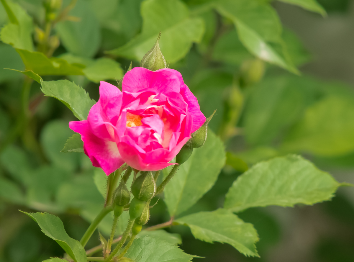 DSC04339.jpg