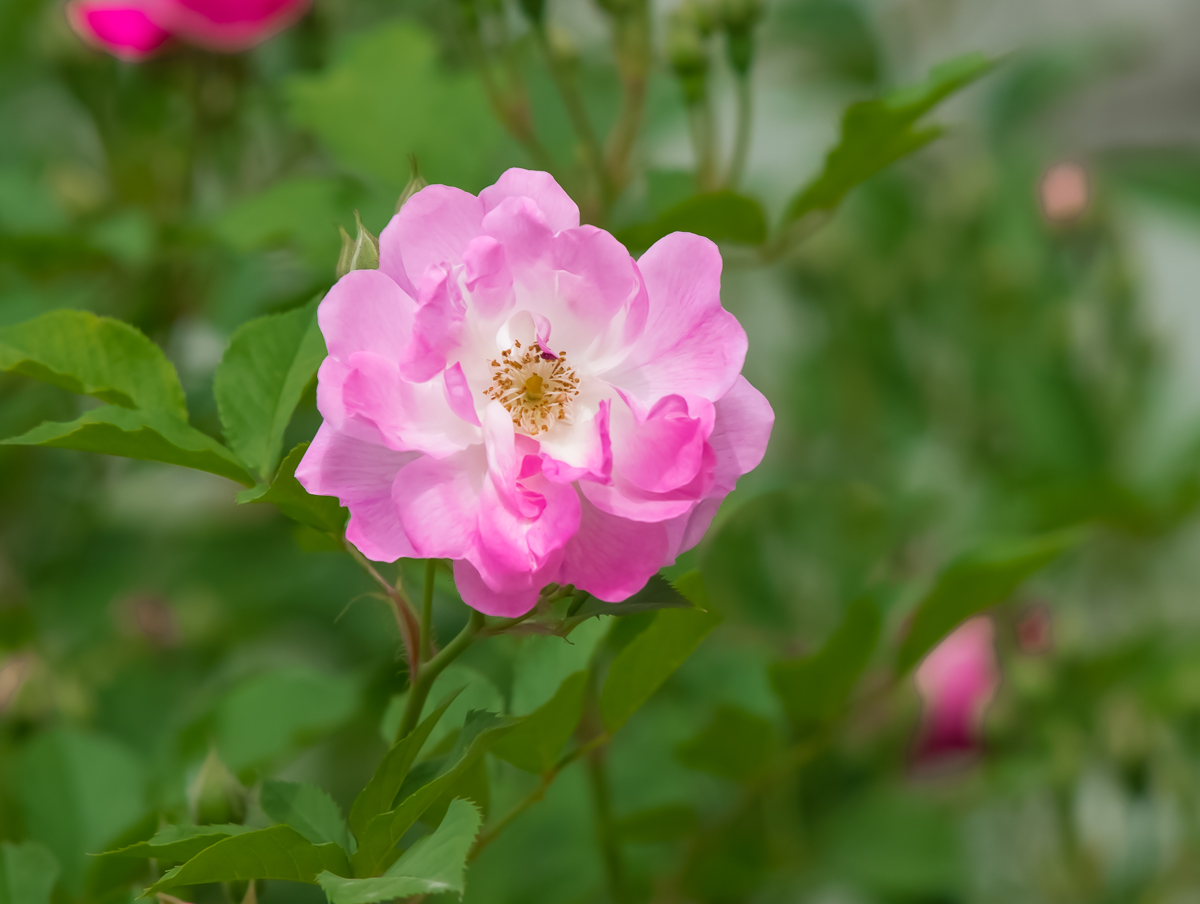 DSC04341.jpg