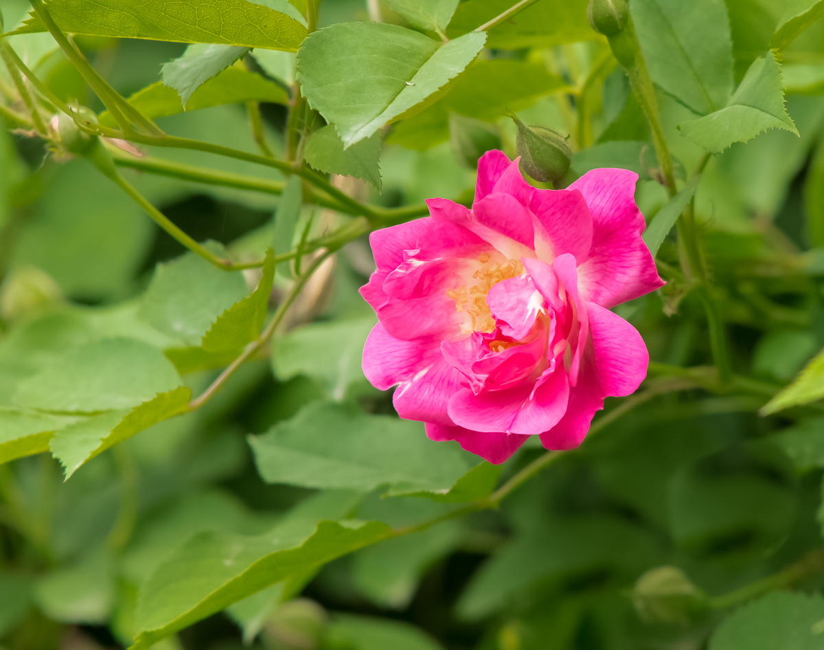 DSC04343.jpg