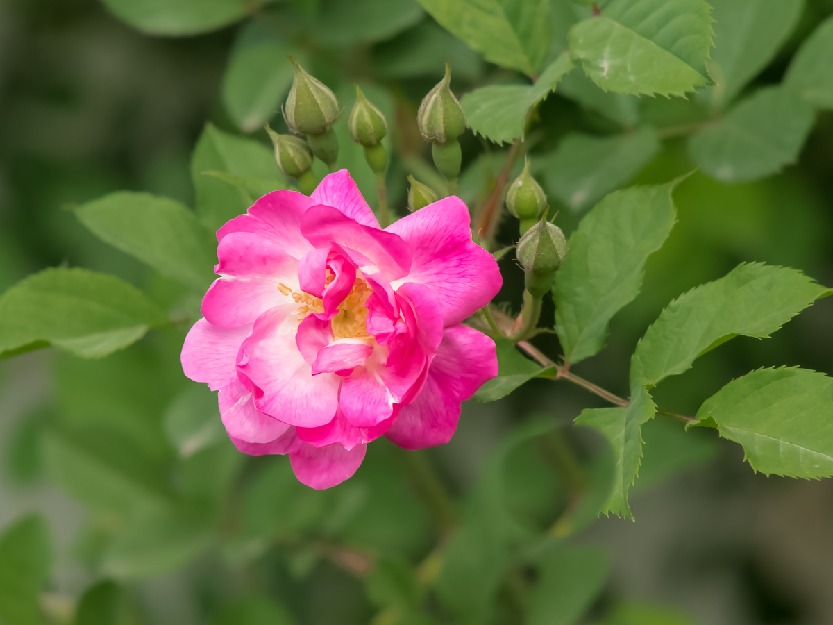 DSC04344.jpg
