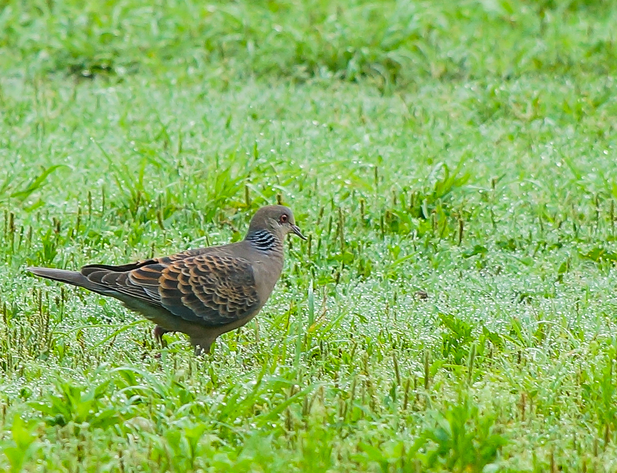 DSC06609.jpg