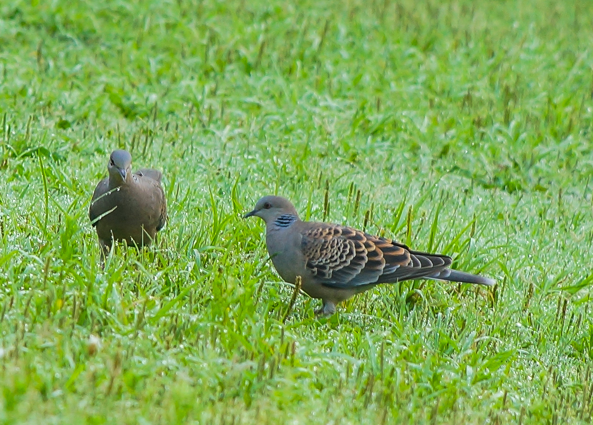 DSC06630.jpg