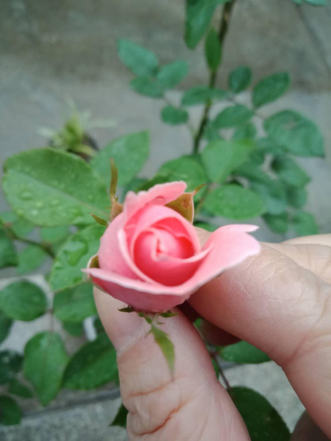 微信图片_20180525124435.jpg