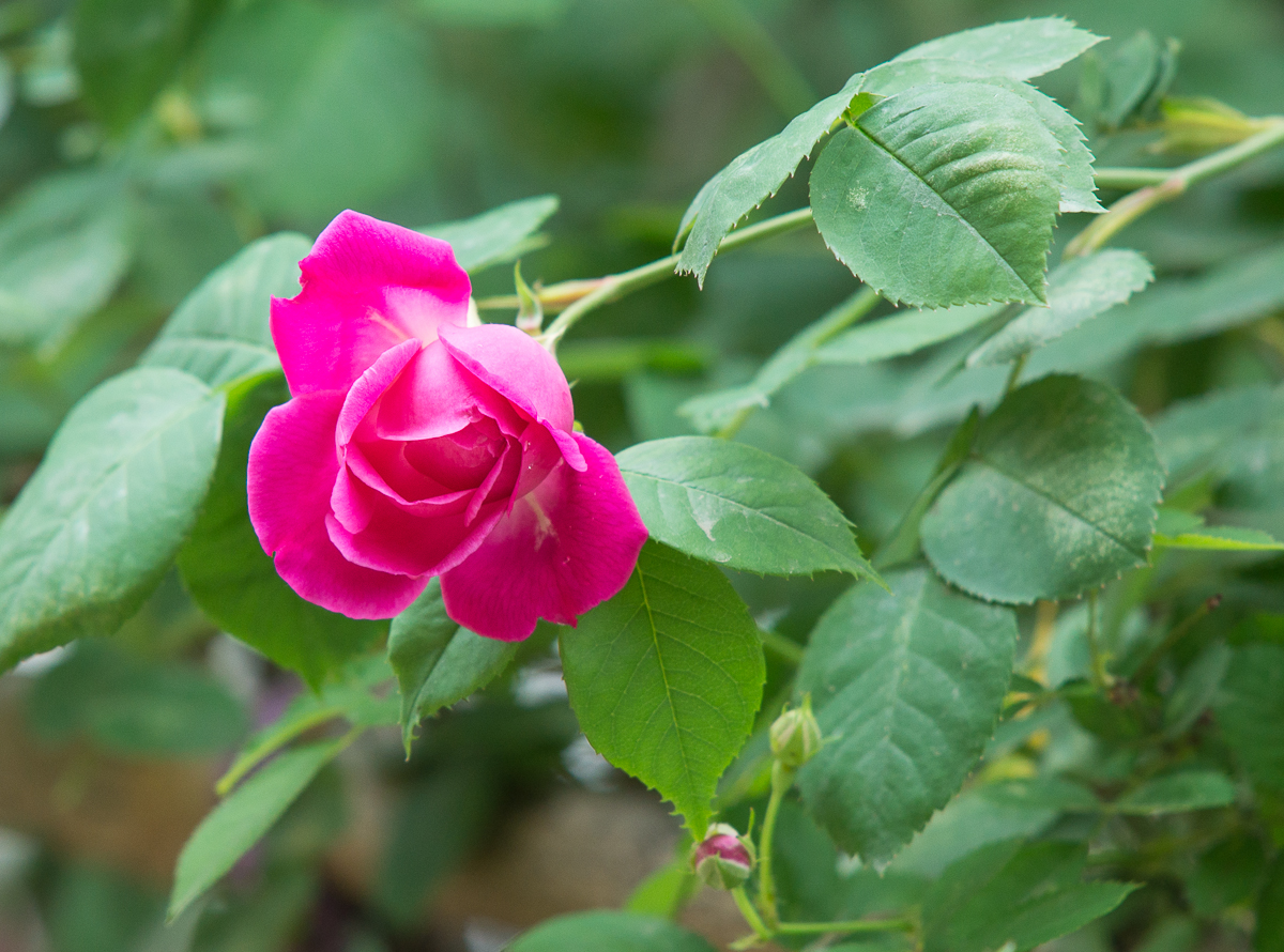 DSC04865.jpg