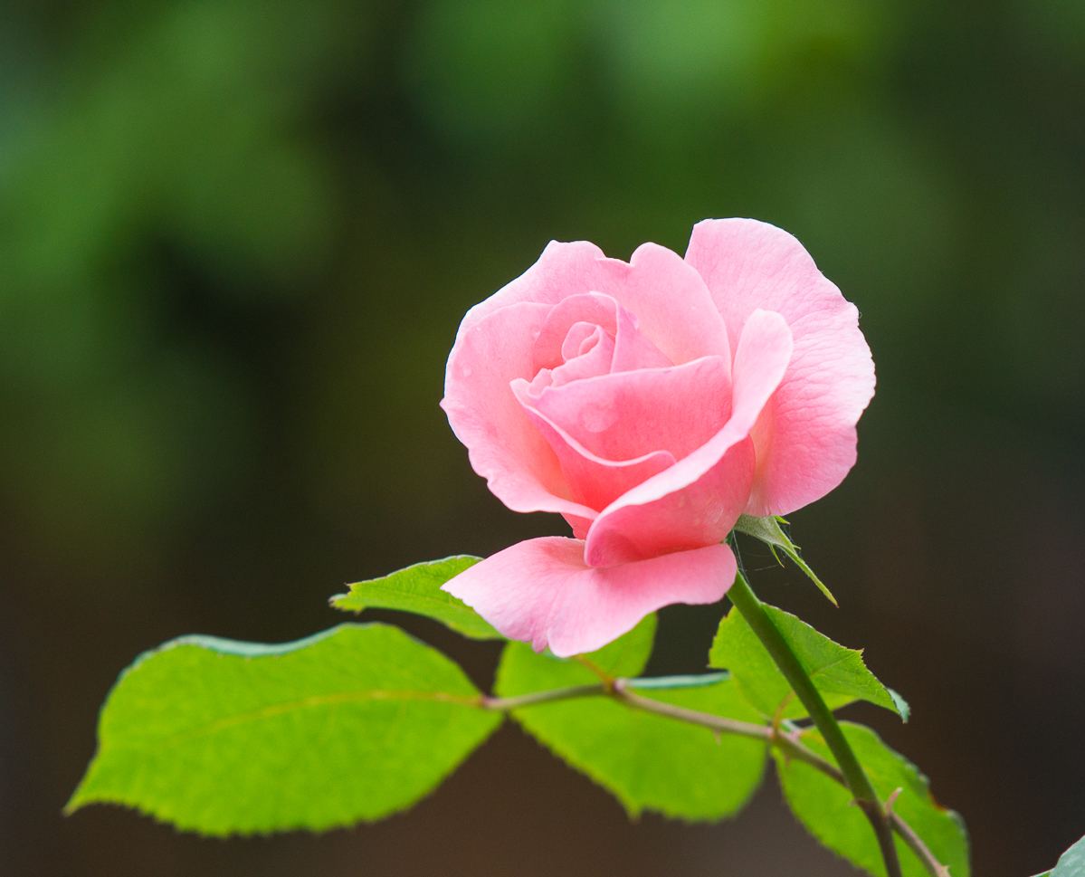 DSC04956.jpg