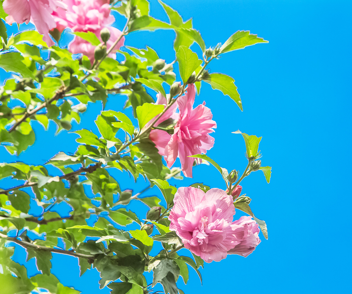 4G7A7154.jpg