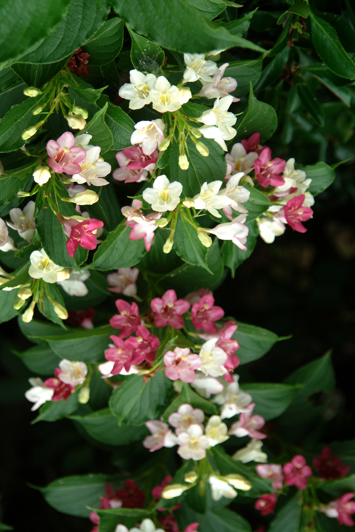 DSC04490.JPG