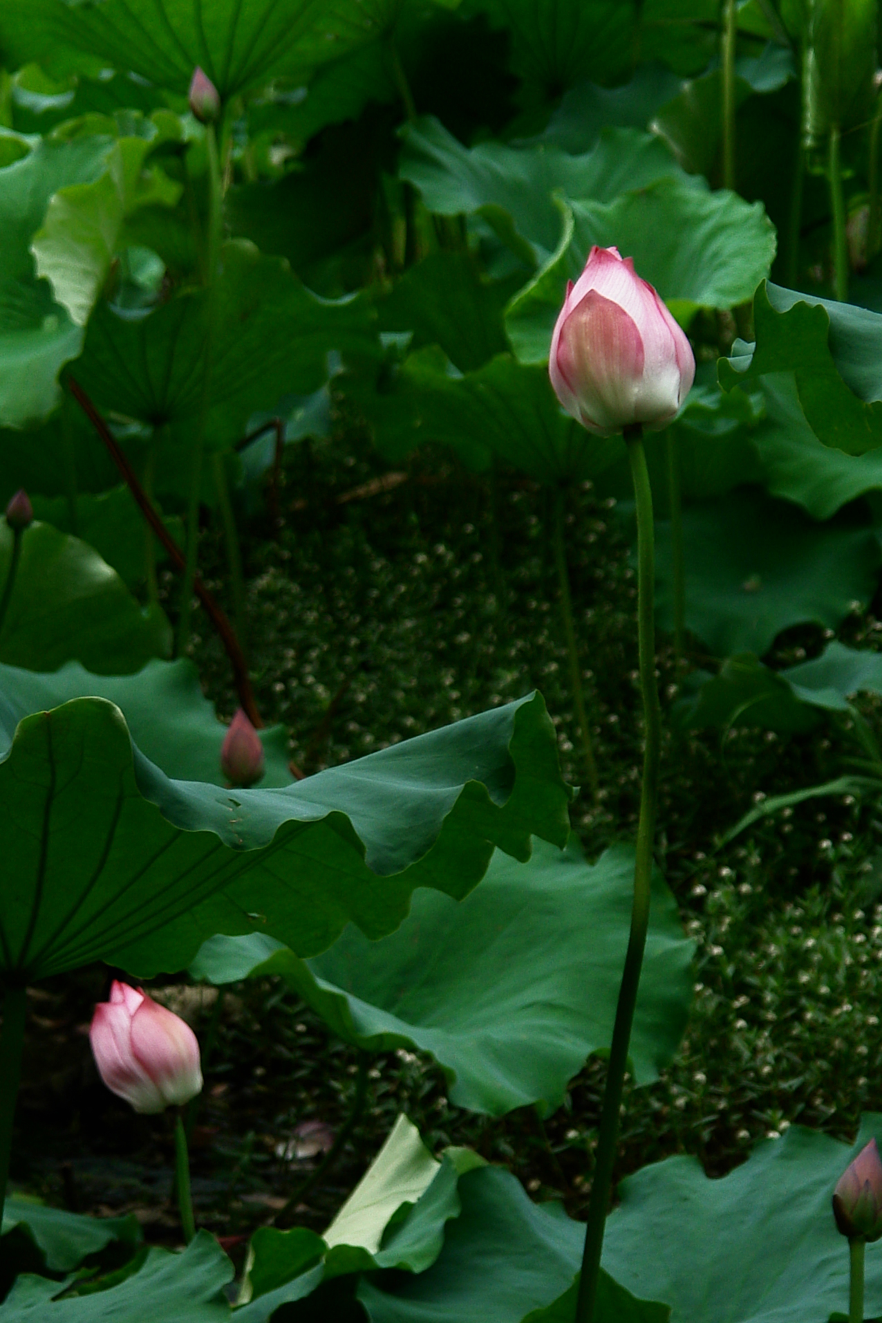 DSC04753.JPG